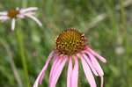 Wavyleaf purple coneflower